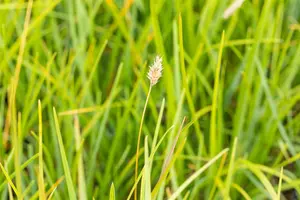 Sesleria heufleriana - P11 - image 1