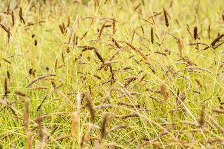 Sesleria nitida - 1.5 Ltr pot - image 1