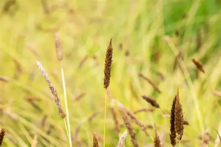 Sesleria nitida - 1.5 Ltr pot - image 3