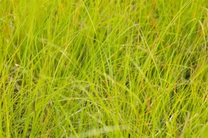 Sesleria nitida - 1.5 Ltr pot - image 4