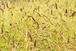 Sesleria nitida