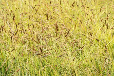Sesleria nitida - P9 - image 2