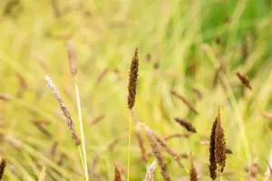 Sesleria nitida - P9 - image 3