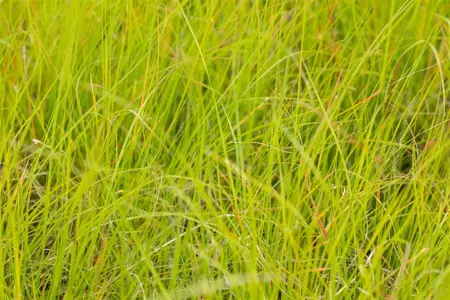 Sesleria nitida - P9 - image 4