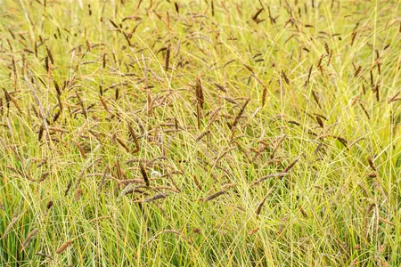 Sesleria nitida - P13 - image 2
