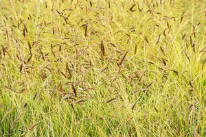 Sesleria nitida - P13 - image 2