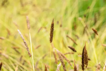 Sesleria nitida - P13 - image 3