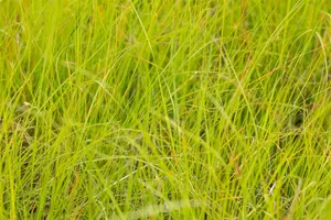 Sesleria nitida - P13 - image 4