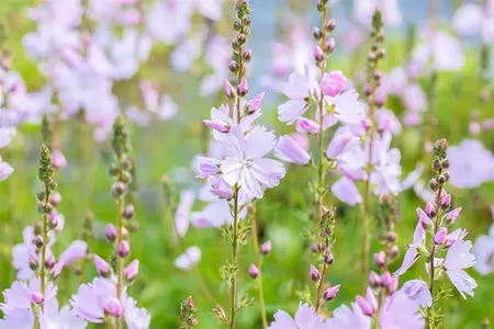 Sidalcea 'Elsie Heugh' - P9 - image 1