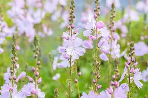 Sidalcea 'Elsie Heugh' - P9 - image 1