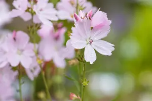 Sidalcea 'Elsie Heugh' - P9 - image 2