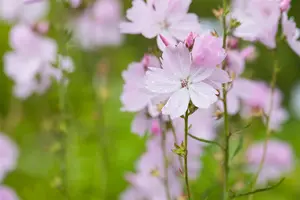 Sidalcea 'Elsie Heugh' - P9 - image 3