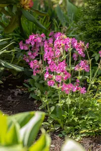 Silene dioica - 1.5 Ltr pot - image 2