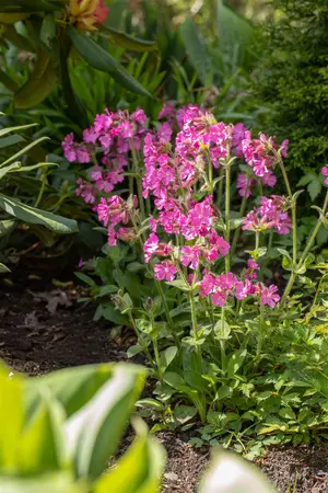 Silene dioica - P13 - image 2