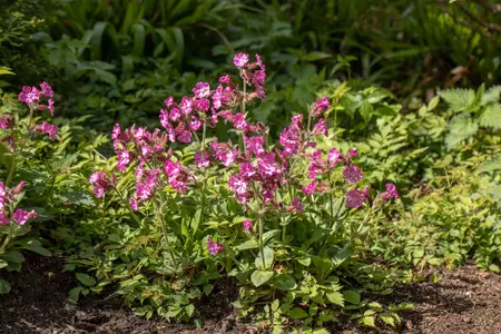 Silene dioica - 1.5 Ltr pot - image 1