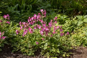 Silene dioica - 1.5 Ltr pot - image 3