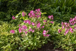Silene dioica - 1.5 Ltr pot - image 3