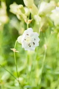 Silene maritima 'Weisskehlchen' - P11 - image 3