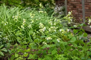 Silene maritima 'Weisskehlchen'
