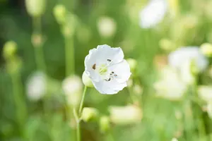 Silene maritima 'Weisskehlchen' - P11 - image 2