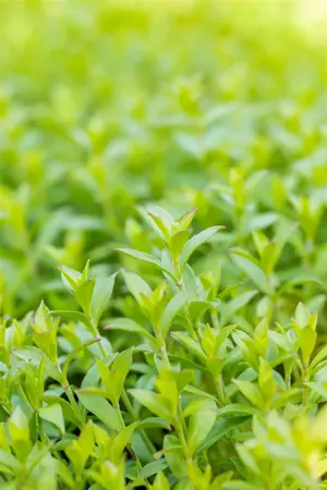 Silene schafta - P9 - image 1