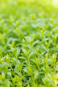 Silene schafta - P11 - image 2