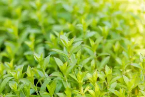 Silene schafta - P9 - image 2