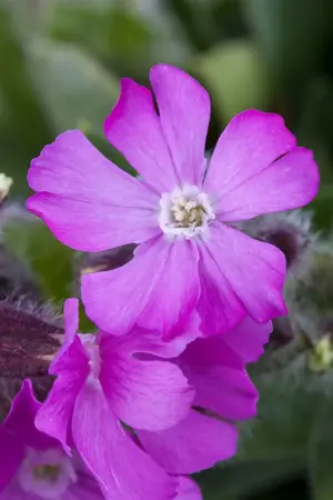 Silene schafta 'Splendens' - P9