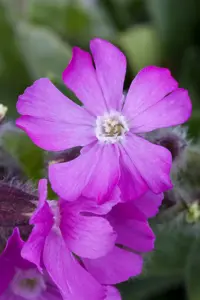 Silene schafta 'Splendens'