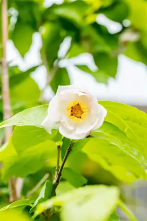 Sinocalycanthus chinensis - 3 Ltr pot - image 2