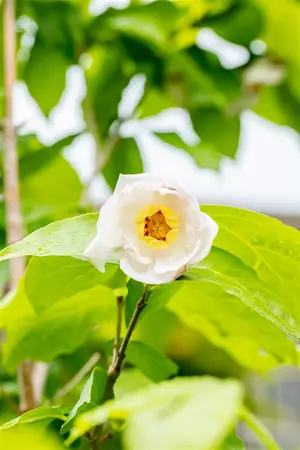 Sinocalycanthus chinensis - 40-60 CM C5 - image 2
