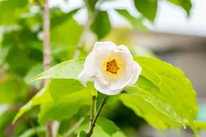 Sinocalycanthus chinensis