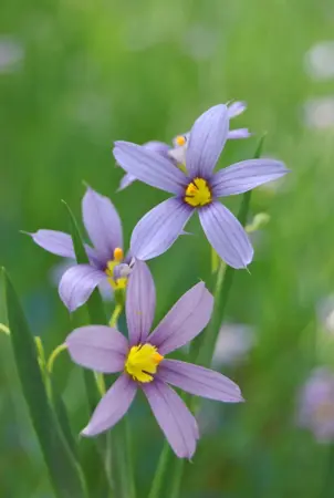 Sisyrinchium angustifolium - P9 - image 1