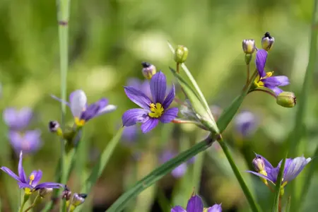 Sisyrinchium angustifolium - P9 - image 2