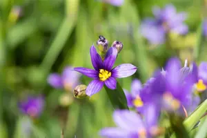 Sisyrinchium angustifolium - P9 - image 3