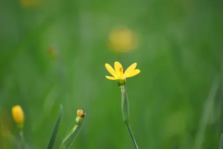 Sisyrinchium californicum - P9