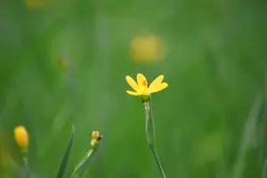 Sisyrinchium californicum