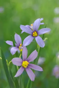 Sisyrinchium 'Lucerne'