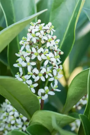 Skimmia jap. 'Finchy'? - 1.5 Ltr pot - image 2