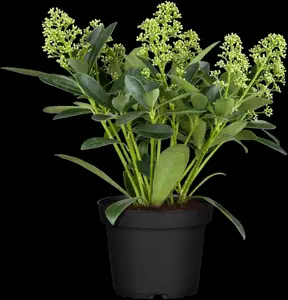 Skimmia jap. 'Finchy'?