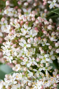 Skimmia jap. 'Fragrant Cloud' - 1.5 Ltr pot - image 2