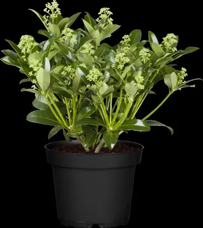 Skimmia jap. 'Fragrant Cloud' - 1.5 Ltr pot - image 3