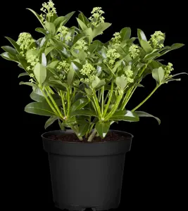 Skimmia jap. 'Fragrant Cloud' - 1.5 Ltr pot - image 3