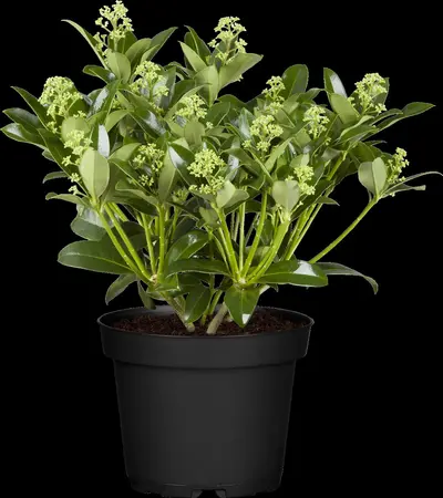 Skimmia jap. 'Fragrant Cloud' - 3 Ltr pot - image 3