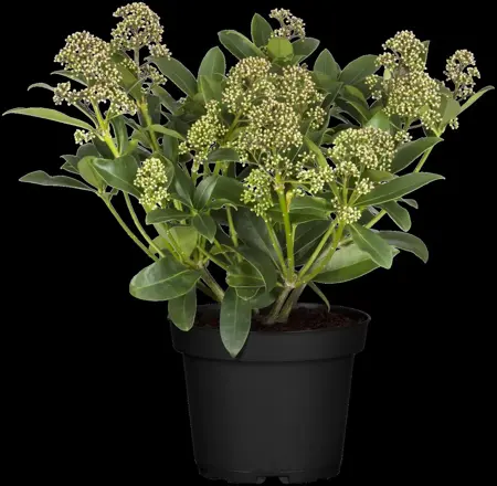 Skimmia jap. 'Fragrant Cloud' - 1.5 Ltr pot - image 4