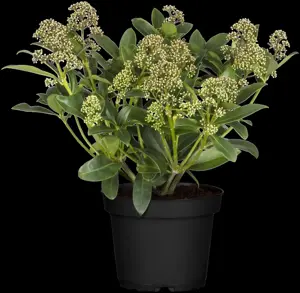 Skimmia jap. 'Fragrant Cloud' - 1.5 Ltr pot - image 4
