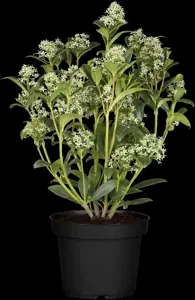 Skimmia jap. 'Fragrant Cloud'