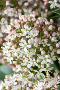 Skimmia jap. 'Marlot' - 1.5 Ltr pot - image 1