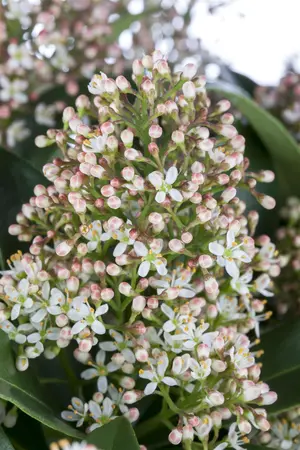 Skimmia jap. 'Marlot' - 1.5 Ltr pot - image 2