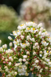 Skimmia jap. 'Marlot' - LINERS 18 CEL TRAY P9 SIZE - image 5